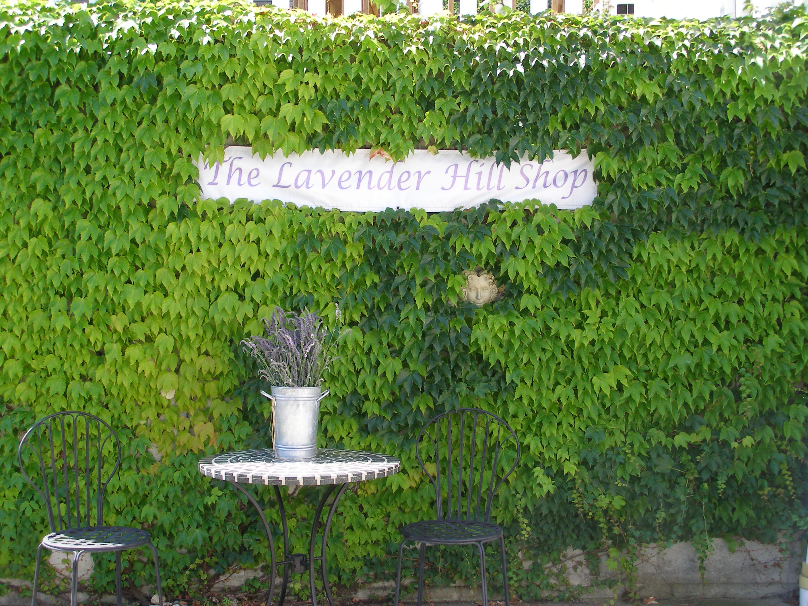 Lavender Hill Farm in Niles Michigan Near Bremen, Indiana Scottish