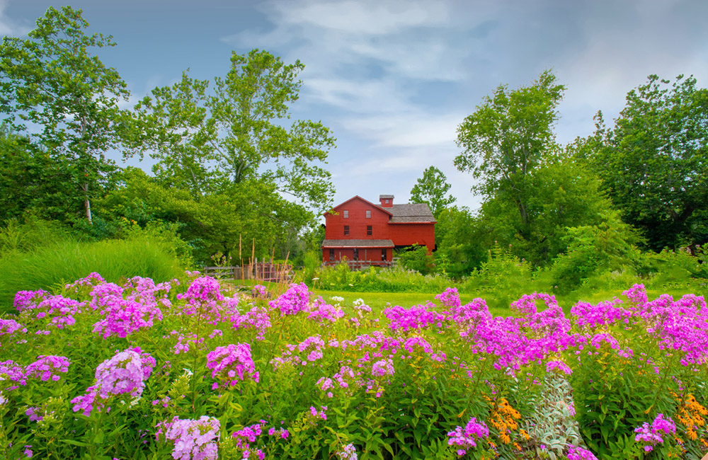 Wildflowers at Bonneville Mill