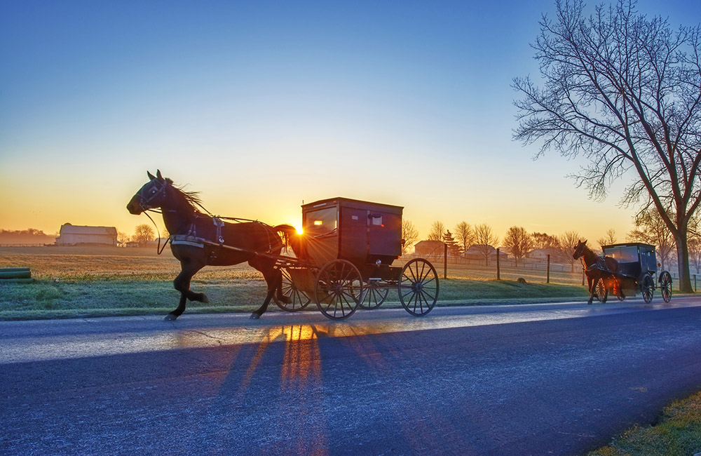 Amish Buggies at Dawn