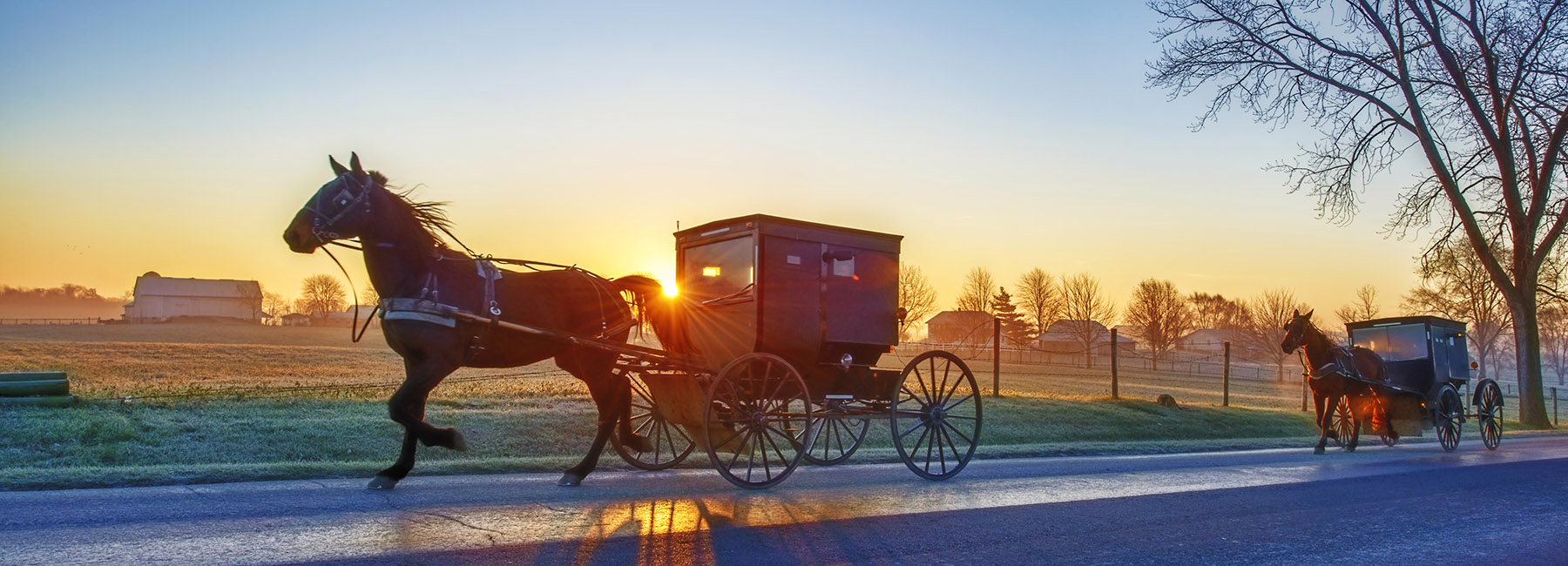 Amish Buggies at Dawn