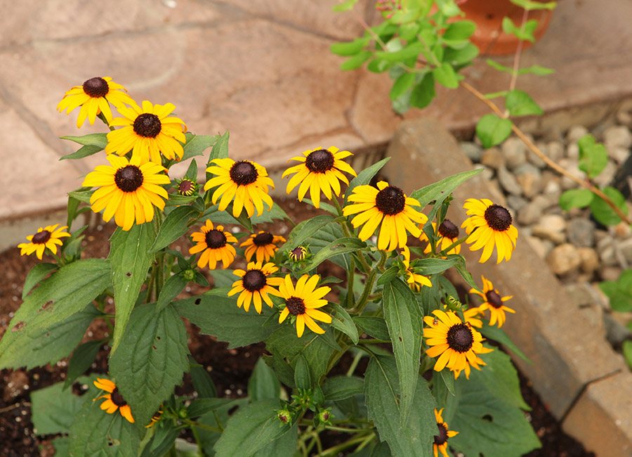 black eyed susans