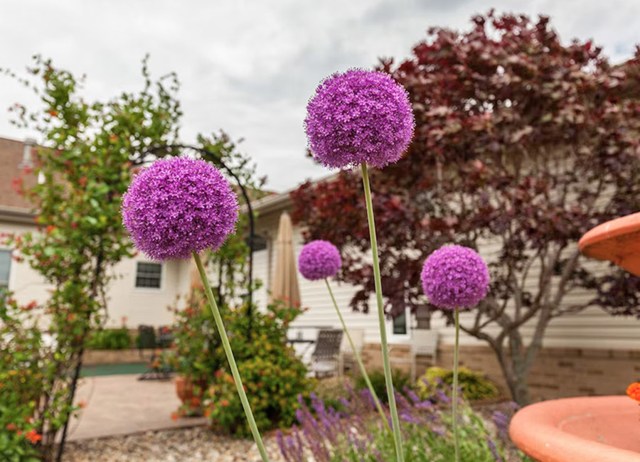 purple flowers