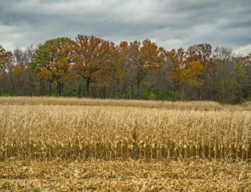 Four Seasons in Indiana Amish Country