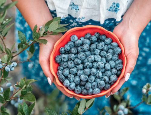 Plymouth Blueberry Festival